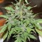 Auto Lemon Skunk feminised Ganja Seeds Acemiler için kenevir tohumları