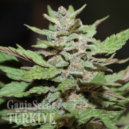 Auto Lemon Skunk feminised Ganja Seeds