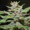 Auto Lemon Skunk feminised Ganja Seeds Tıbbi kenevir tohumları