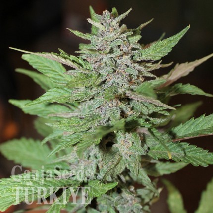 Auto Lemon Skunk feminised Ganja Seeds