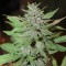 Auto Lemon Skunk feminised Ganja Seeds Tıbbi sınıf kenevir çeşidi tohumları