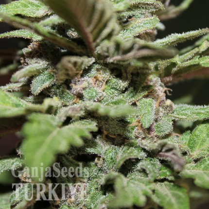 Auto Lemon Skunk feminised Ganja Seeds