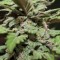 Auto Lemon Skunk feminised Ganja Seeds Otoçiçeklenen kenevir tohumları