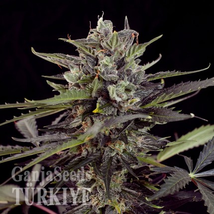 Havok feminised GanjaVIP Seeds