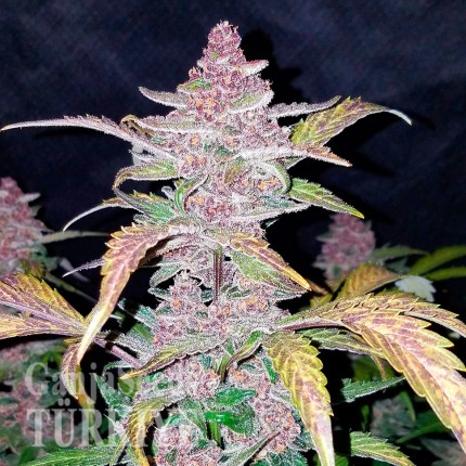 Havok feminised GanjaVIP Seeds