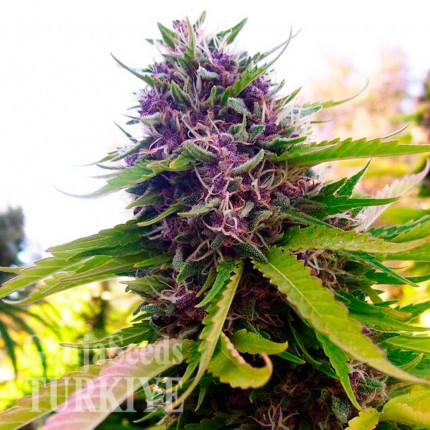 Havok feminised GanjaVIP Seeds