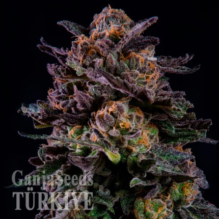 Havok feminised GanjaVIP Seeds