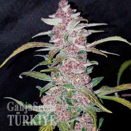 Havok feminised GanjaVIP Seeds