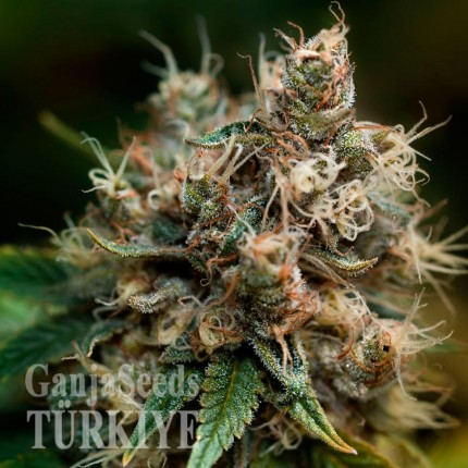 Havok feminised GanjaVIP Seeds