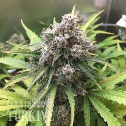 Havok feminised GanjaVIP Seeds