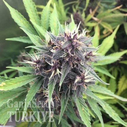 Havok feminised GanjaVIP Seeds