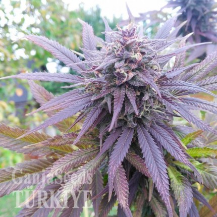 Havok feminised GanjaVIP Seeds