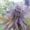 Havok feminised GanjaVIP Seeds Fotoperyodik dişileştirilmiş kenevir tohumları