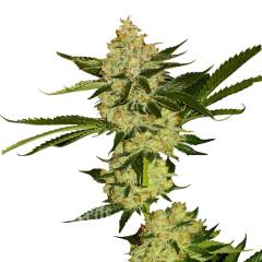 Hyperion feminised GanjaVIP Seeds