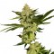 Fethiye’de  Hyperion feminised GanjaVIP Seeds kenevir tohumu