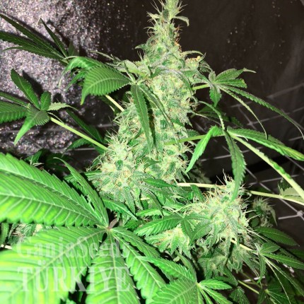 Hyperion feminised GanjaVIP Seeds