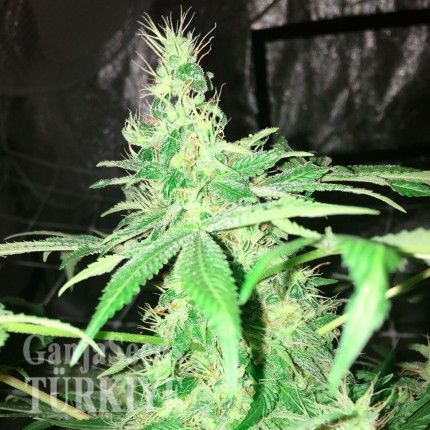 Hyperion feminised GanjaVIP Seeds