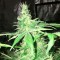 Adana’da  Hyperion feminised GanjaVIP Seeds kenevir tohumu