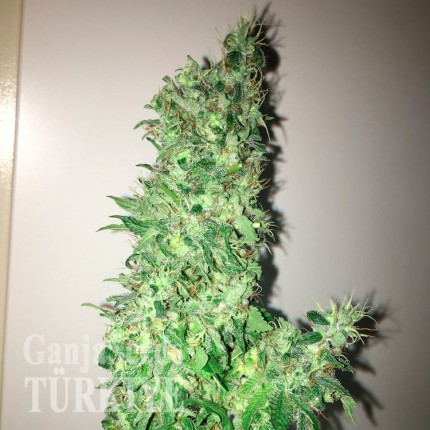 Hyperion feminised GanjaVIP Seeds