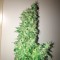 Aydın’da  Hyperion feminised GanjaVIP Seeds kenevir tohumu