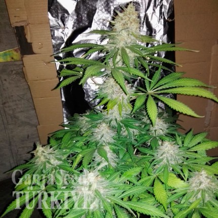 Hyperion feminised GanjaVIP Seeds