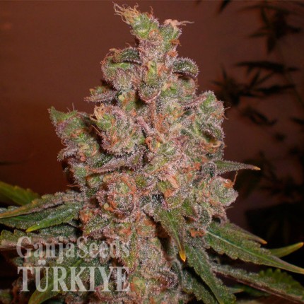 Hyperion feminised GanjaVIP Seeds