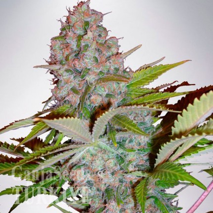 Hyperion feminised GanjaVIP Seeds