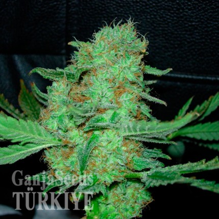 Hyperion feminised GanjaVIP Seeds