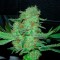 Isparta’da  Hyperion feminised GanjaVIP Seeds kenevir tohumu