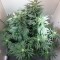 Konya’da Hyperion feminised GanjaVIP Seeds  kenevir tohumu