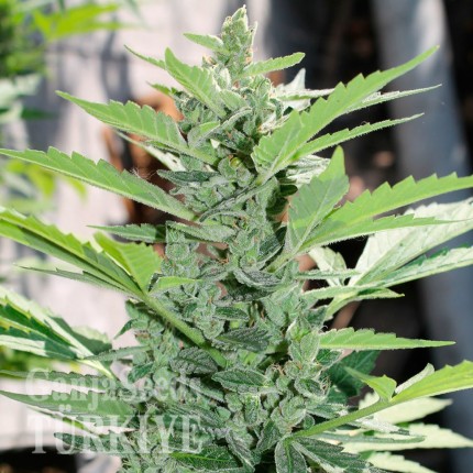 Hyperion feminised GanjaVIP Seeds