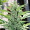 Mardin’de  Hyperion feminised GanjaVIP Seeds kenevir tohumu