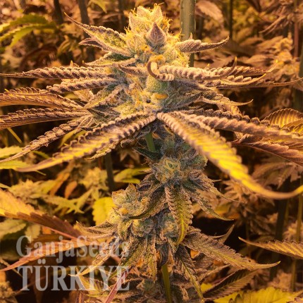 Girl Scout Cookies feminised Ganja Seeds