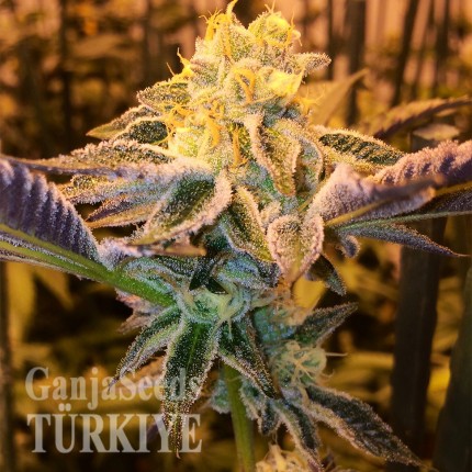 Girl Scout Cookies feminised Ganja Seeds