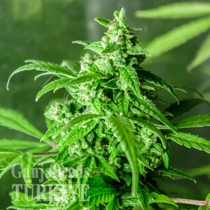 Juggernaut feminised GanjaVIP Seeds