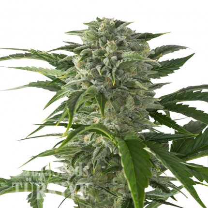 Juggernaut feminised GanjaVIP Seeds