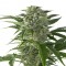 Juggernaut feminised GanjaVIP Seeds Tıbbi sınıf kenevir çeşidi tohumları