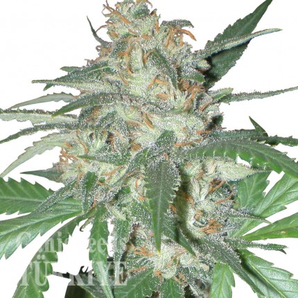 Juggernaut feminised GanjaVIP Seeds