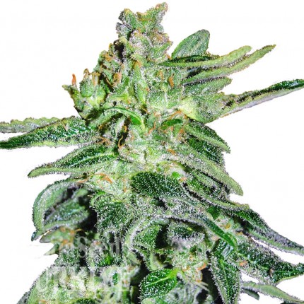 Juggernaut feminised GanjaVIP Seeds