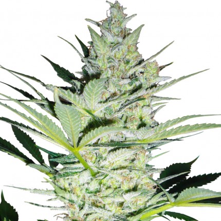 Juggernaut feminised GanjaVIP Seeds