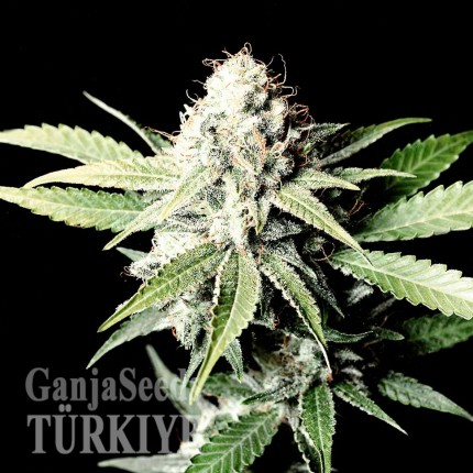 Juggernaut feminised GanjaVIP Seeds