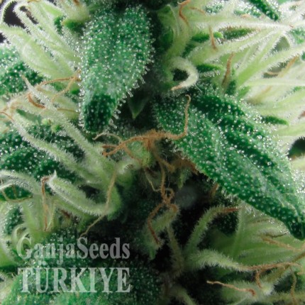 Juggernaut feminised GanjaVIP Seeds