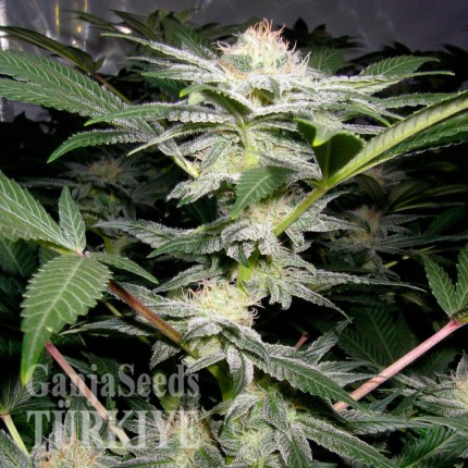 Juggernaut feminised GanjaVIP Seeds