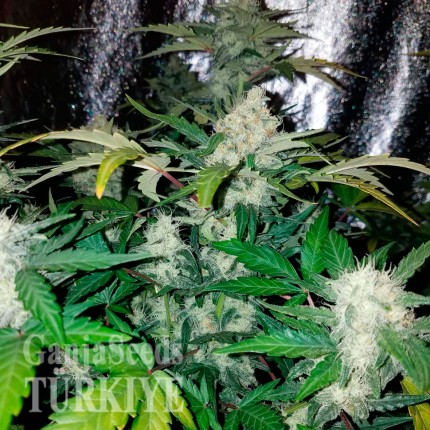 Juggernaut feminised GanjaVIP Seeds