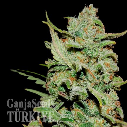 Honey B feminised Ganja Seeds