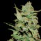 Honey B feminised Ganja Seeds