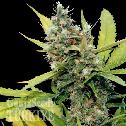 Honey B feminised Ganja Seeds