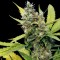 Honey B feminised Ganja Seeds