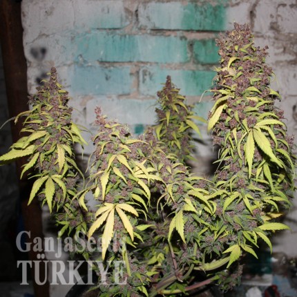 Auto Caiera feminised GanjaVIP Seeds