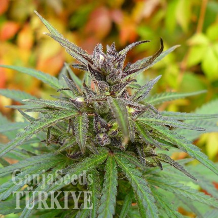 Auto Caiera feminised GanjaVIP Seeds